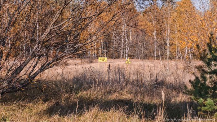 Placa en el bosque rojo con el signo de contaminación radiactiva en Chernóbil, Ucrania.