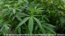A bill in the U.S. House would make marijuana legal on the federal level and help roll back the so-called war on drugs that has disproportionately targeted people of color. (Brad Horrigan/Hartford Courant/TNS/ABACAPRESS.COM - NO FILM, NO VIDEO, NO TV, NO DOCUMENTARY