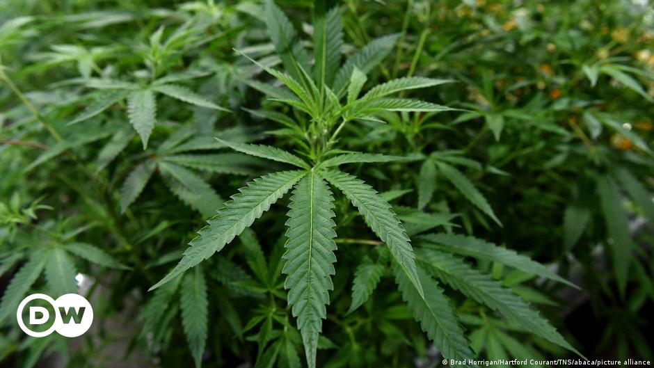 Germany seeks 'safety first' approach to legalizing cannabis