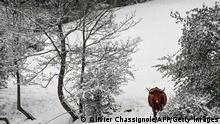 TOPSHOT - Cows graze on a snows covered field at the Monts dOr near Lyon, on April 1 2022. (Photo by OLIVIER CHASSIGNOLE / AFP) (Photo by OLIVIER CHASSIGNOLE/AFP via Getty Images)