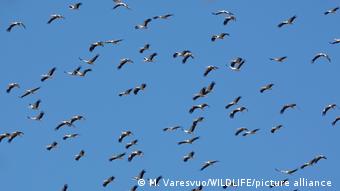 Αποδημητικά πουλιά/ Γιβραλτάρ