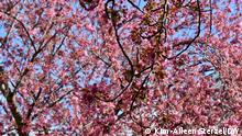Bonn's pink cherry blossoms return amid COVID restrictions