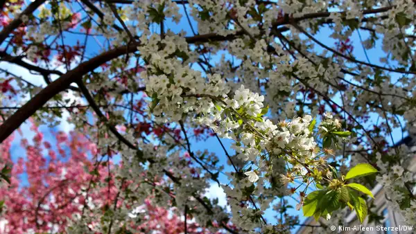 Bonn's cherry blossoms: A social media hit – DW – 04/08/2022