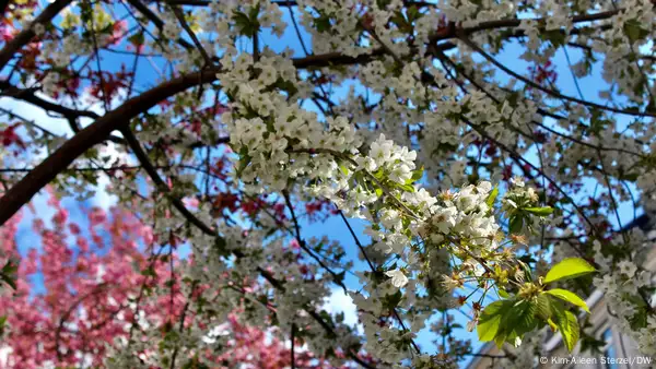 Bonn's cherry blossoms: A social media hit – DW – 04/08/2022