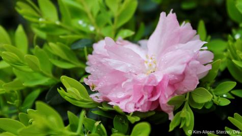 花冷え。開花宣言 Cherry Blossoms Are Blooming CD 花冷え。(HANABIE.) - 「開花宣言」- Cherry blossoms are