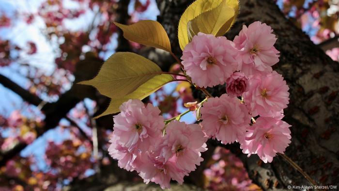 Cherry Blossom Cherry Blossom