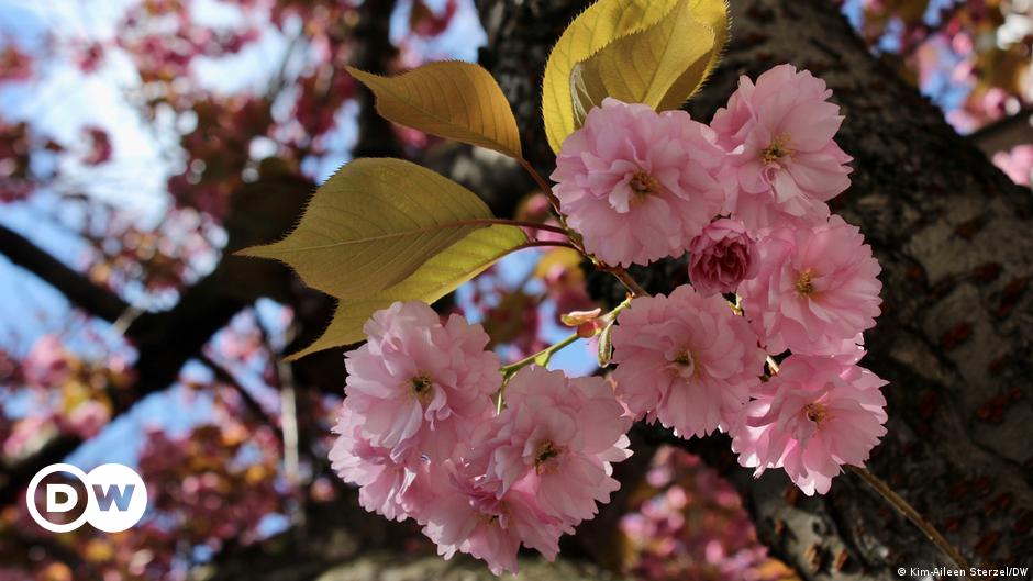 Feucht, aber fröhlich: Die Bonner Kirschblüte ist da