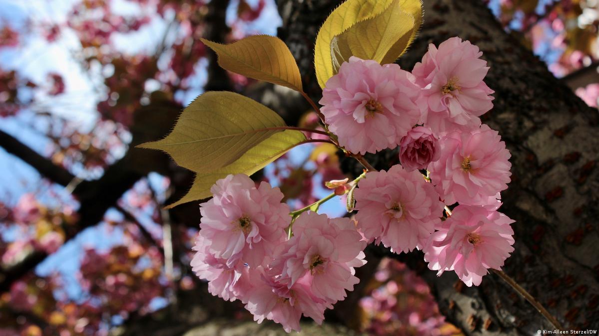 bonn's cherry blossoms: a social media hit – dw – 04/08/2022