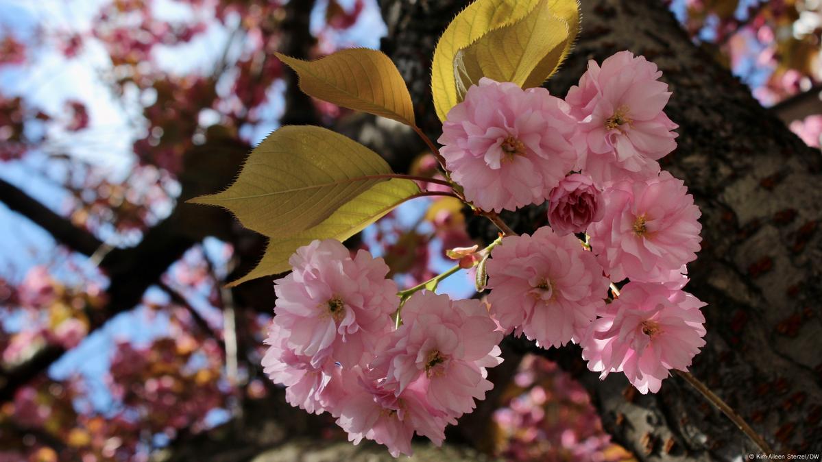 Kwanzan Cherry Blossom Tree - Beautiful, large, bright pink globes of  blossoms! (2 years old and 3-4 feet tall.)