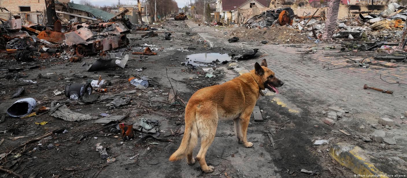 Cachorro em meio a escombros de casas em Bucha