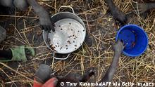 الأمم المتحدة تحذر من مجاعة وشيكة في جنوب السودان 