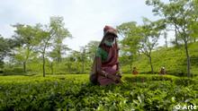 DokFilm - Schwarzer Tee, grüner Anbau - Neue Ideen für ein Traditionsgetränk