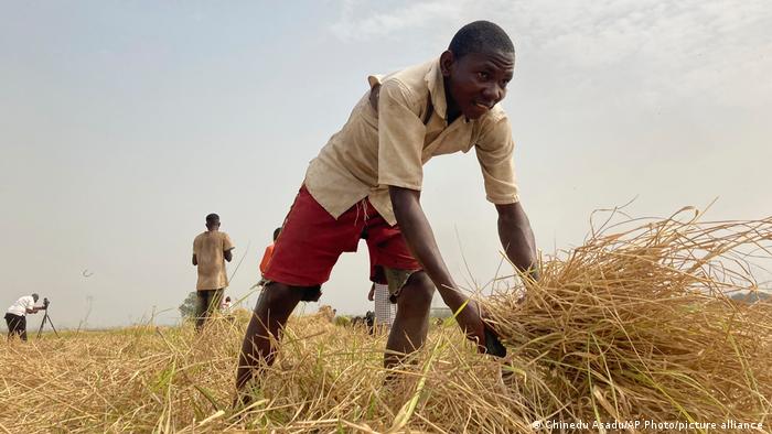 Mohammed Abdul, a farmer in Nigeria, working on a rice farm