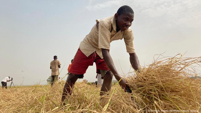  A Nigerian rice farmer works in the field