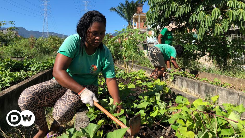 Grüne Oasen in Rios Favelas: Gärtnern für ein besseres Leben