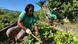 Woman gardening in Rio de Janeiro favela Woman gardening in Rio de Janeiro favela