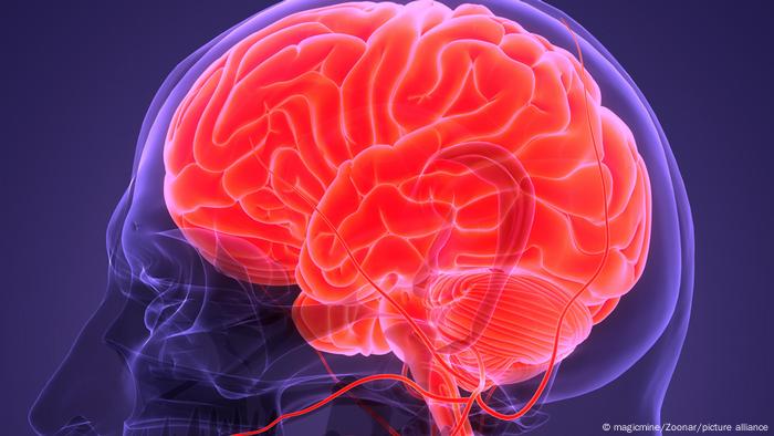Zentralorgan des menschlichen Nervensystems Anatomie des Gehirns