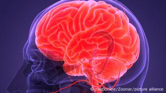  Χωρίς υγρά δεν μπορούν να λειτουργήσουν εγκέφαλος και νωτιαίος μυελός