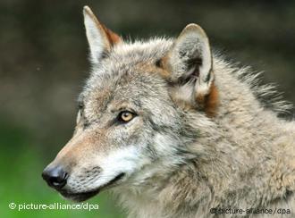 Un lobo suelto en Baviera | Alemania | DW 