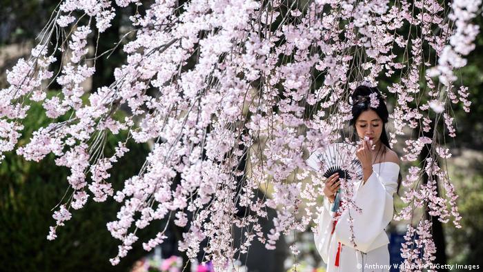 Proleće je i u Seulu u Južnoj Koreji. Pravo mesto za fotografiju sada je ispod rascvetalog drveta trešnje.