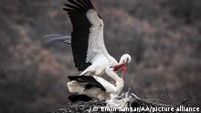 ANKARA, TURKIYE - APRIL 05: A stork flies over its nest after a long journey from Africa to Kizilcahamam district in Ankara, Turkiye on April 05, 2022. Emin Sansar / Anadolu Agency