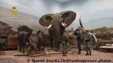 Spanish police discover warehouse full of taxidermy animals