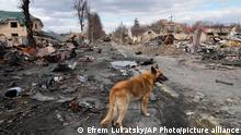 A dog wanders around destroyed houses and Russian military vehicles, in Bucha close to Kyiv, Ukraine, Monday, April 4, 2022. (AP Photo/Efrem Lukatsky)
