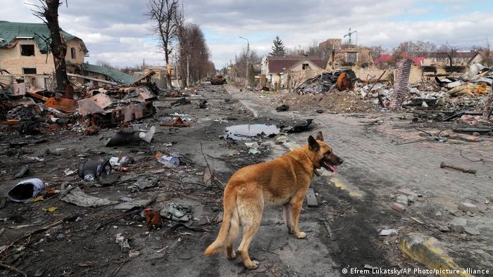 A dog wanders around destroyed houses and Russian military vehicles