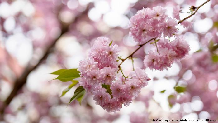 Bonn Altstadt Kirschblüte im Frühjahr