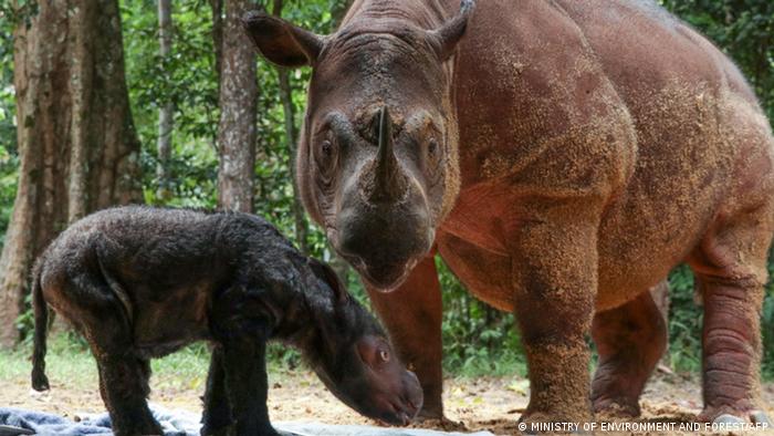 Cría de rinoceronte junto a su madre.