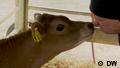 Ein Kalb drückt seine Nase an die Nase eines Mannes. (DW)