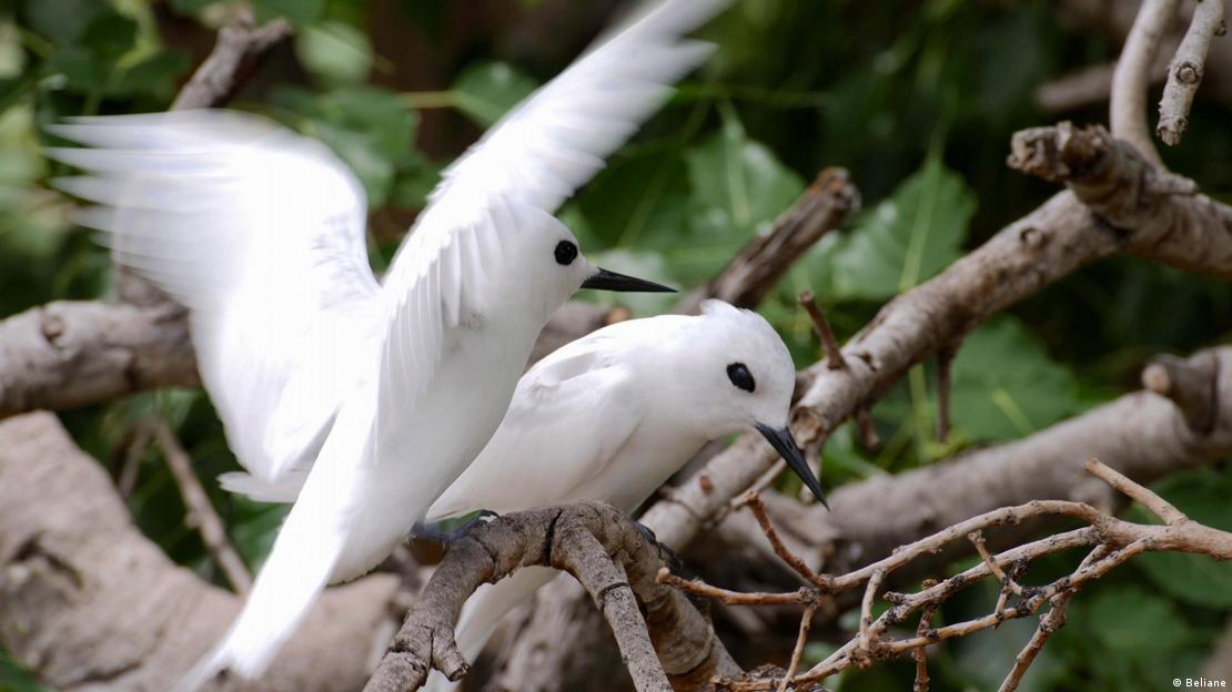 Yüzlerce endemik hayvan ve bitki türünün yaşadığı St. Helena'da Beyaz Sumru kuşları