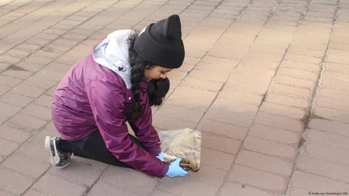 Uma voluntária recolhe um pássaro morto do chão e o coloca dentro de um saco plástico, a fim de conservá-lo para futuros estudos.
