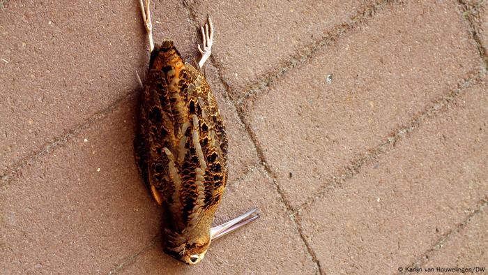 A dead bird on the street in New York City