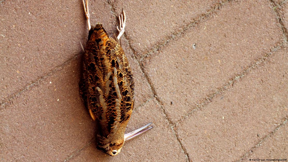 A imagem mostra um pássaro caído no chão de uma calçada de Nova York, onde foi encontrado morto.