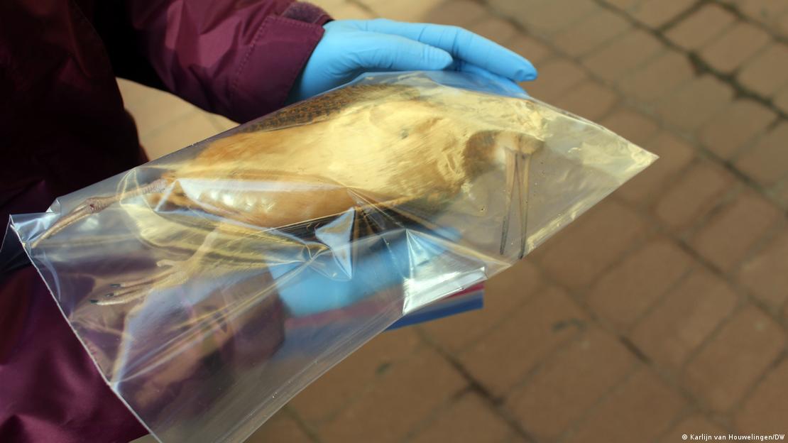 Um voluntário veste luvas e exibe um pássaro morto que foi recolhido para dentro de um saco plástico.