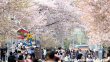 Spring blossoms People walk under blooming cherry trees in Jinhae Ward, Changwon, about 400 kilometers southeast of Seoul on April 9, 2022. (Yonhap)/2022-04-09 17:35:42/