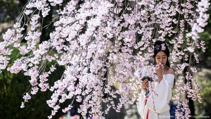 Eine Frau posiert mit einem Fächer in der Hand für ein Foto unter einem blühenden Kirschbaum auf dem Nationalfriedhof in Seoul, Südkorea.