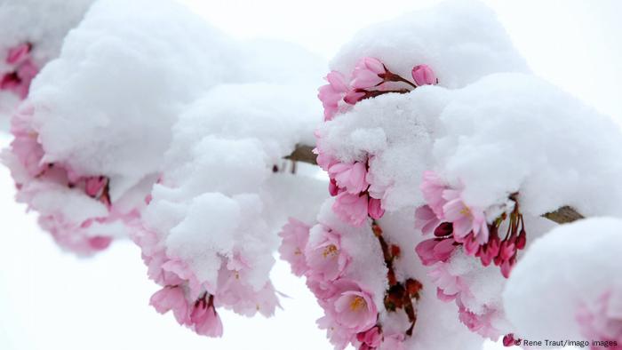 Deutschland Siegen Kirschblüte Schnee