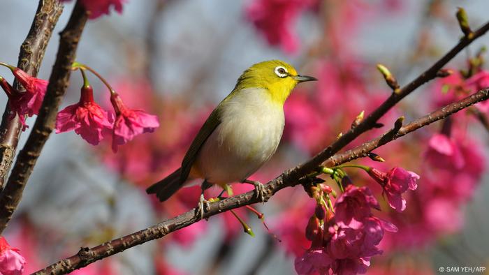 Ein Japanbillenvogel mit weiß-grünem Gefieder sitzt auf einem pink blühenden Kirschbaumast.