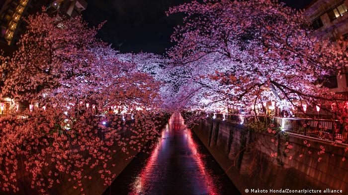 Das Bild zeigt den Meguro-Fluss in Japan bei Dunkelheit. Die blühenden Kirschbäume an seinen Ufern werden mit rosa Licht angestrahlt.