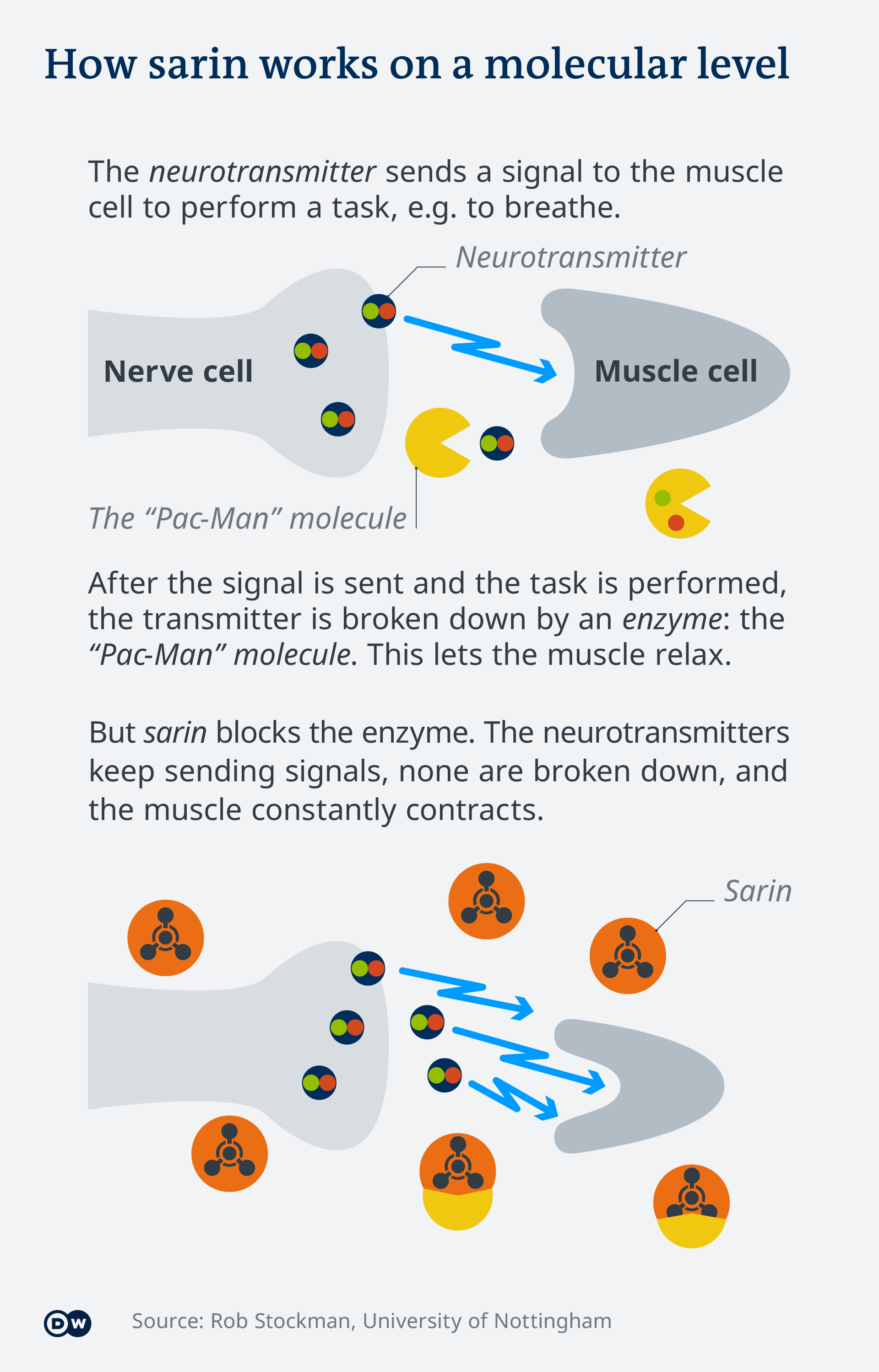 Infographic explaining how the sarin gas works on a molecular level