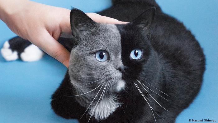 A hand pets a cat whose face is exactly half grey and half black