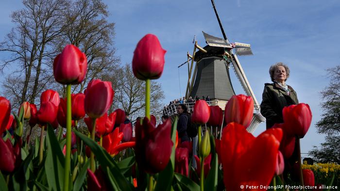 BdTD Niederlande | Tulpenblüte
