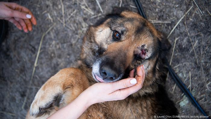 Un perro sigue sangrando después de haber sido disparado por soldados rusos en un pueblo cerca de Borodyanka, una ciudad a las afueras de Kiev.