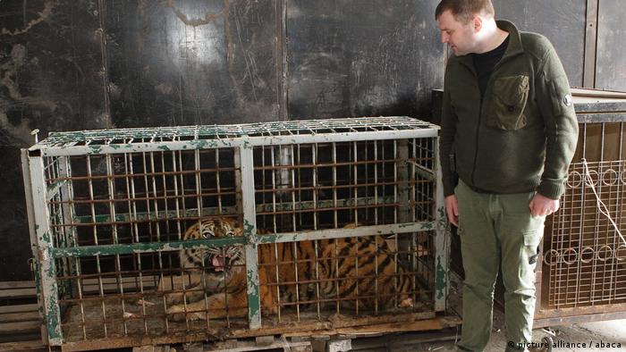 El vicejefe de la ciudad de Dnipro, Mykhailo Lysenko, junto a una jaula con un tigre evacuado del arruinado Ecoparque Kharkiv Feldman.