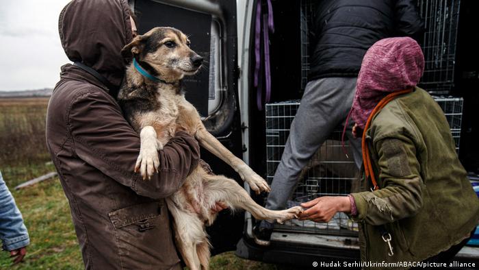 Voluntarios sacan a perros de una furgoneta. Los perros fueron evacuados de Irpin, en la región de Kiev.