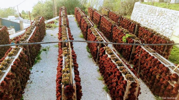 Vertical gardening on a roof top in Lebanon 