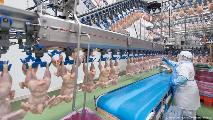 Carne de ave se procesa en las naves de producción del productor avícola Wiesenhof en Lohne.