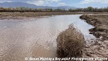 10.04.2022
This April 10, 2022 image shows a tumbleweed stuck in the mud along the Rio Grande in Albuquerque, N.M. Federal water managers were expected Thursday, April 14, 2022 to share their annual operating plan for the Rio Grande, one of North America's longest rivers. Irrigation districts from the Pacific Northwest to the Colorado River Basin already are warning farmers to expect less this year despite growing demands fueled by ever-drying conditions. (AP Photo/Susan Montoya Bryan)